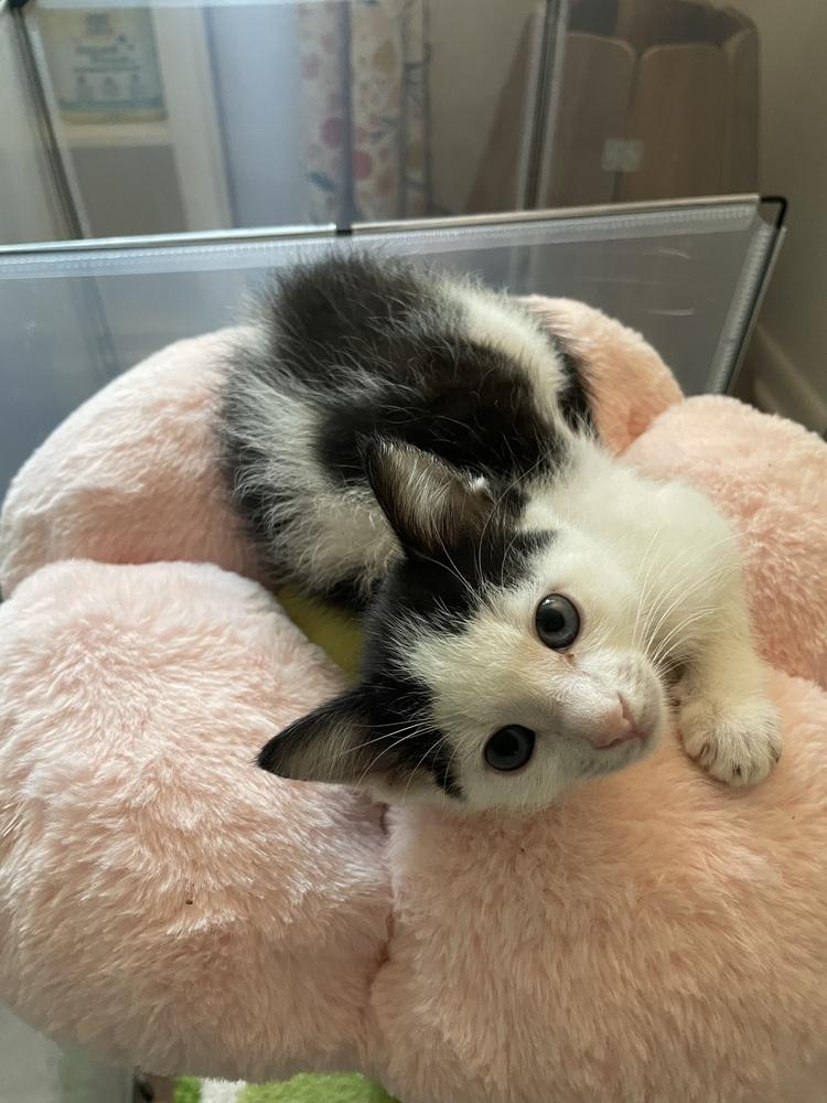 Thing 1, Adoptable, Adult Female Domestic Short Hair.