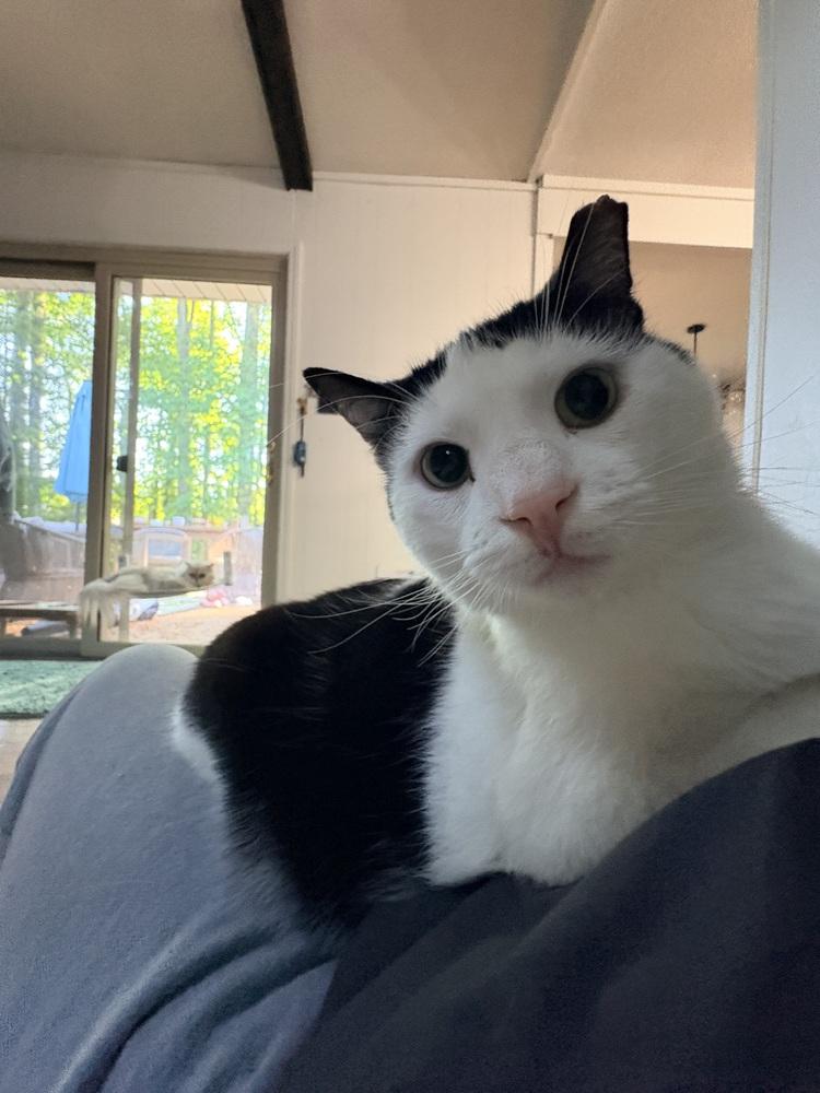 Thing 1, a Adoptable Domestic Short Hair in Lake Wylie, SC image 2/5