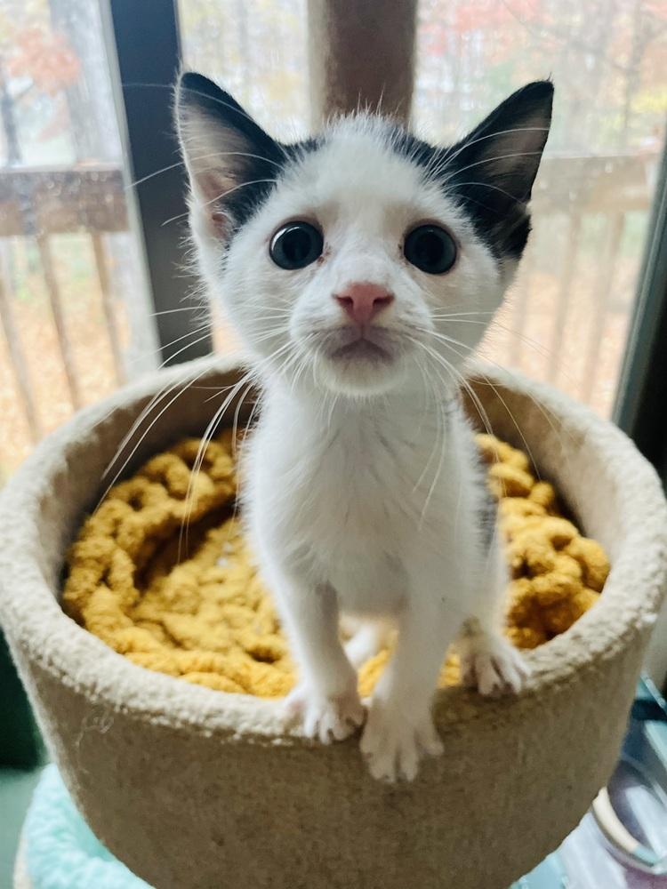 Thing 1, a Adoptable Domestic Short Hair in Lake Wylie, SC image 3/5