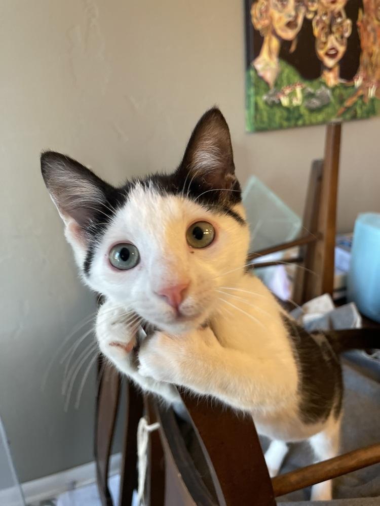 Thing 1, a Adoptable Domestic Short Hair in Lake Wylie, SC image 4/5