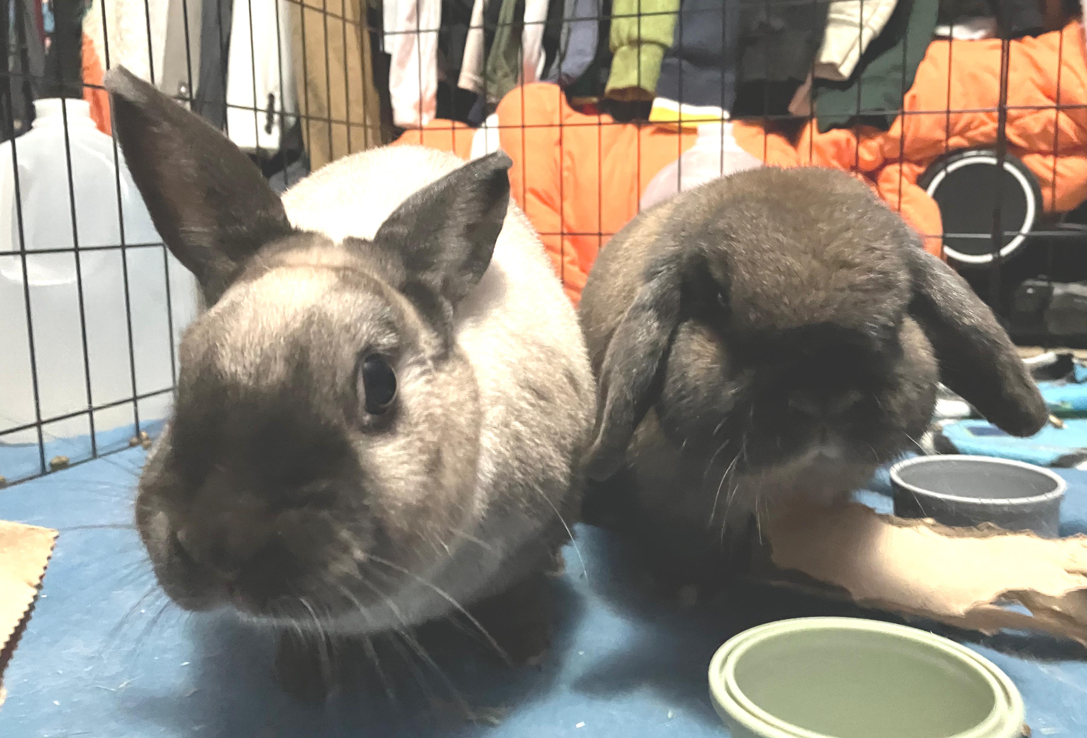 Aubrey & Marty, adopted, Adult Female Holland Lop.
