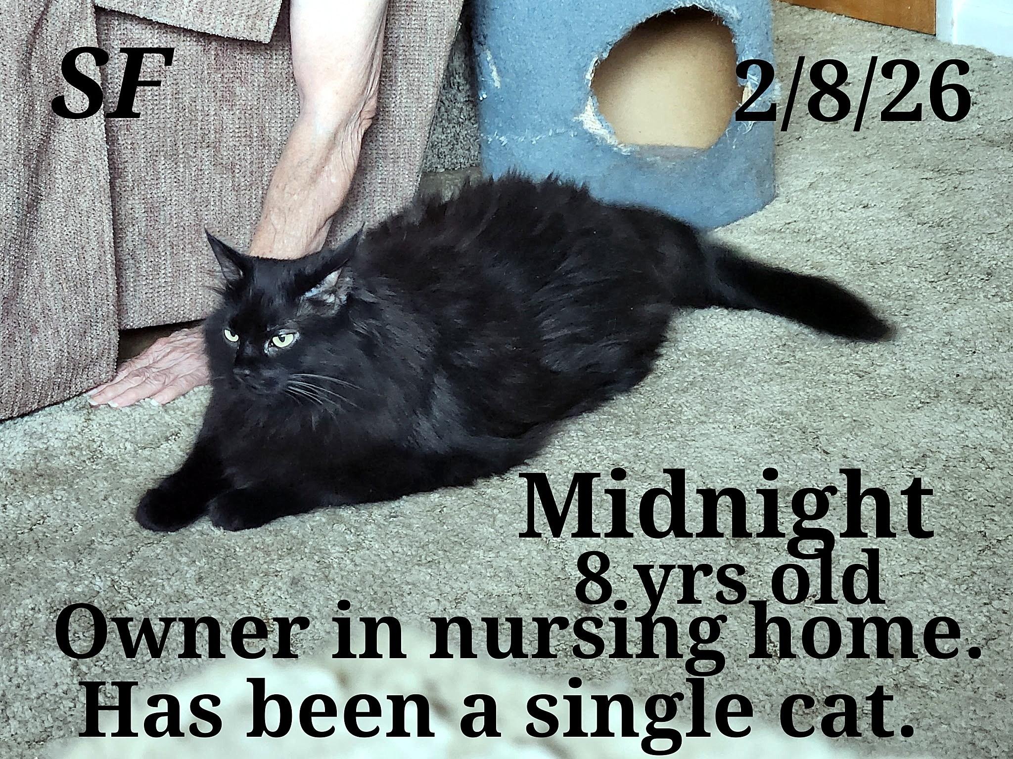 Midnight, a ADOPTABLE mixed breed in Staunton, VA image 1/2