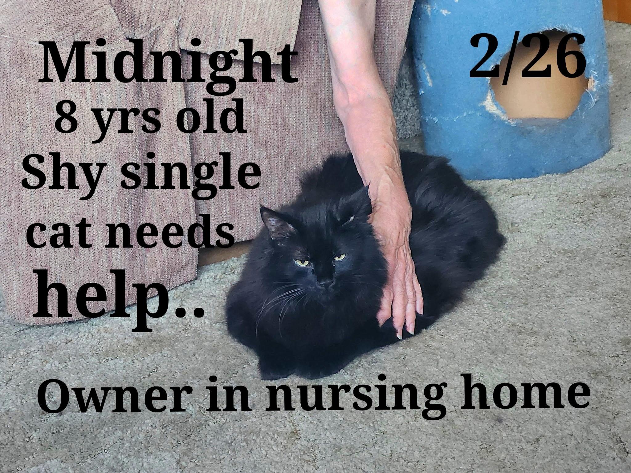 Midnight, a ADOPTABLE mixed breed in Staunton, VA image 2/2