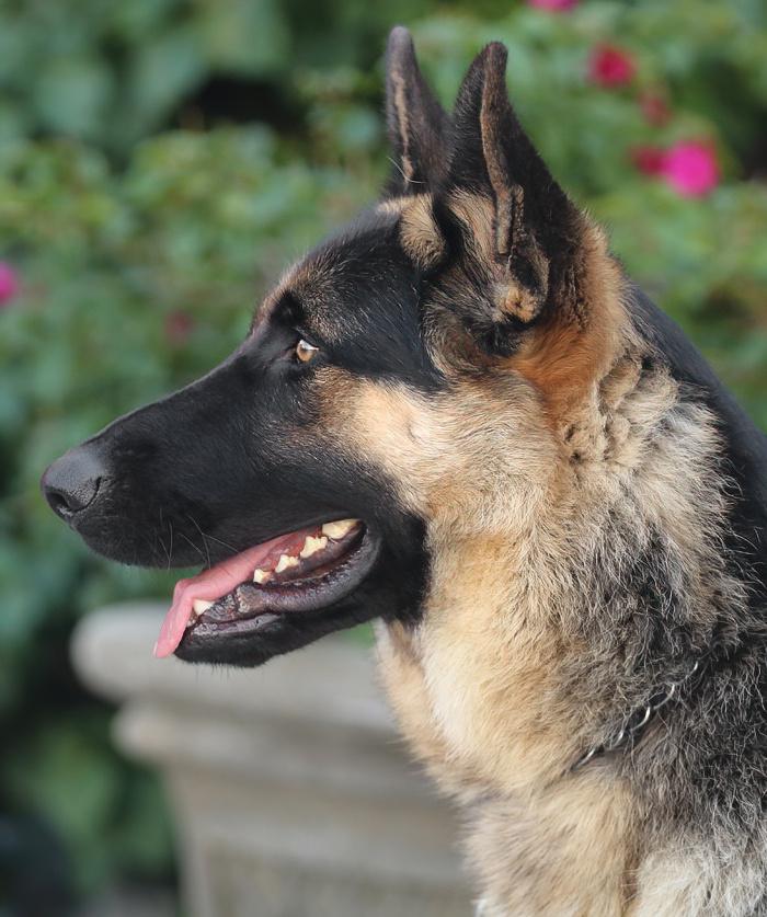 Oakley von Oberland 3