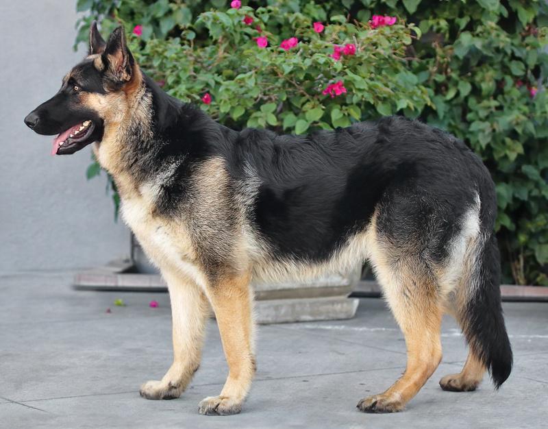 Oakley von Oberland 6