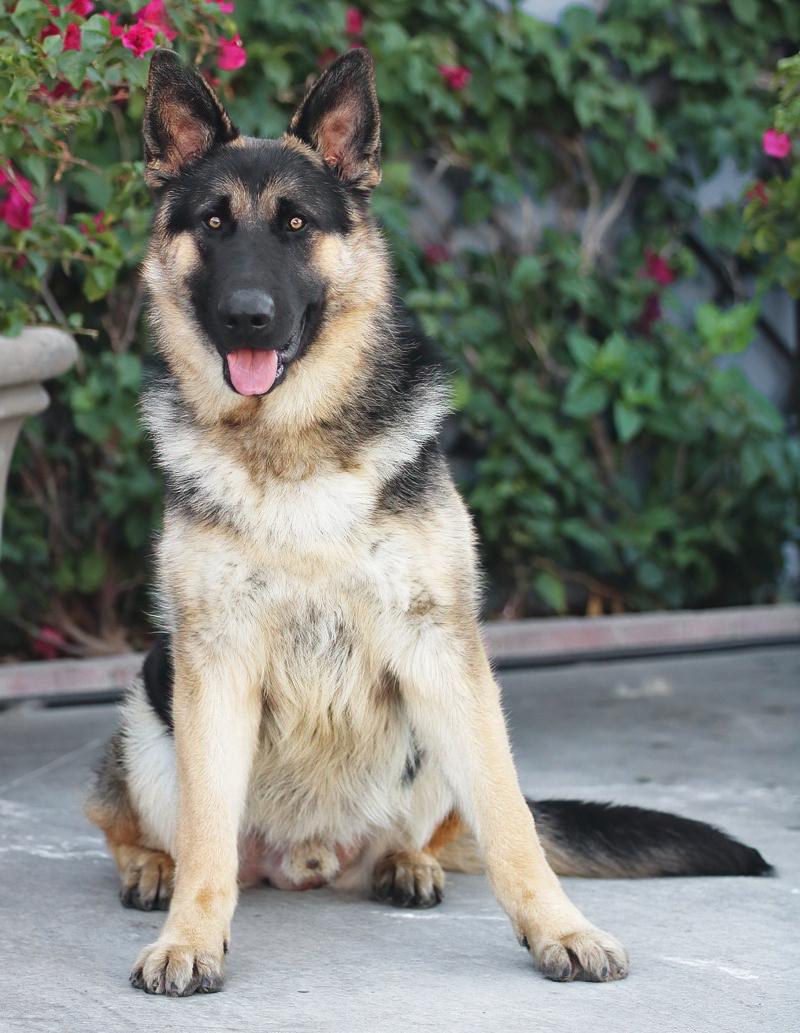 Oakley von Oberland 4