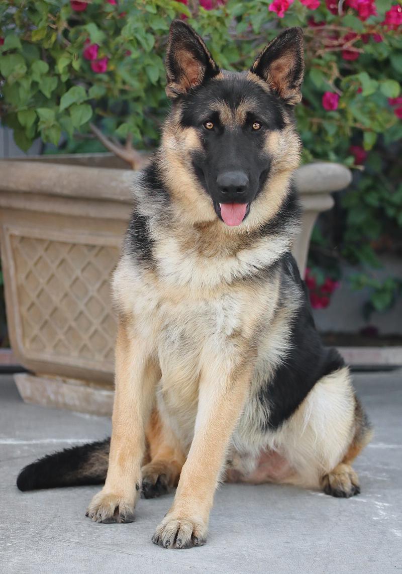 Oakley von Oberland 5