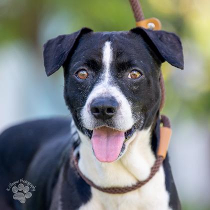 Boy, a Adoptable Mixed Breed in Honolulu, HI image 1/2