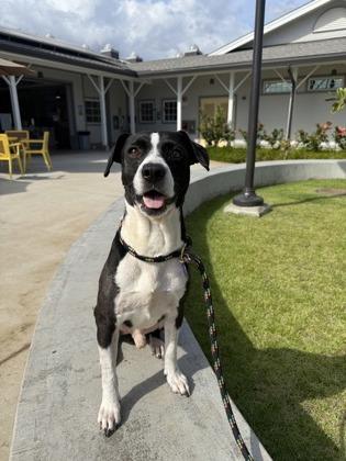 Boy, a Adoptable Mixed Breed in Honolulu, HI image 2/2