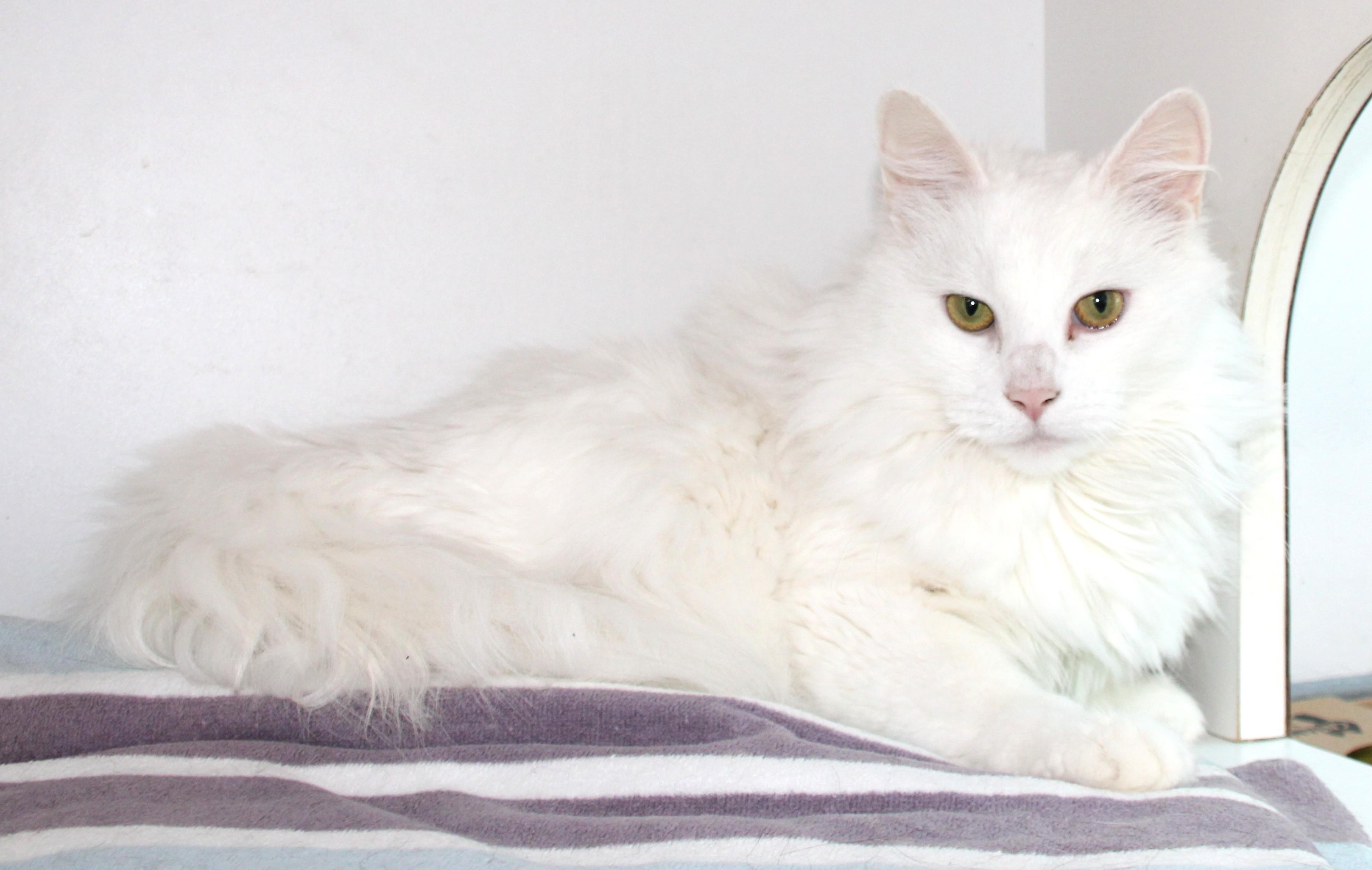 Nala Grace, adopted, Adult Female Domestic Long Hair.