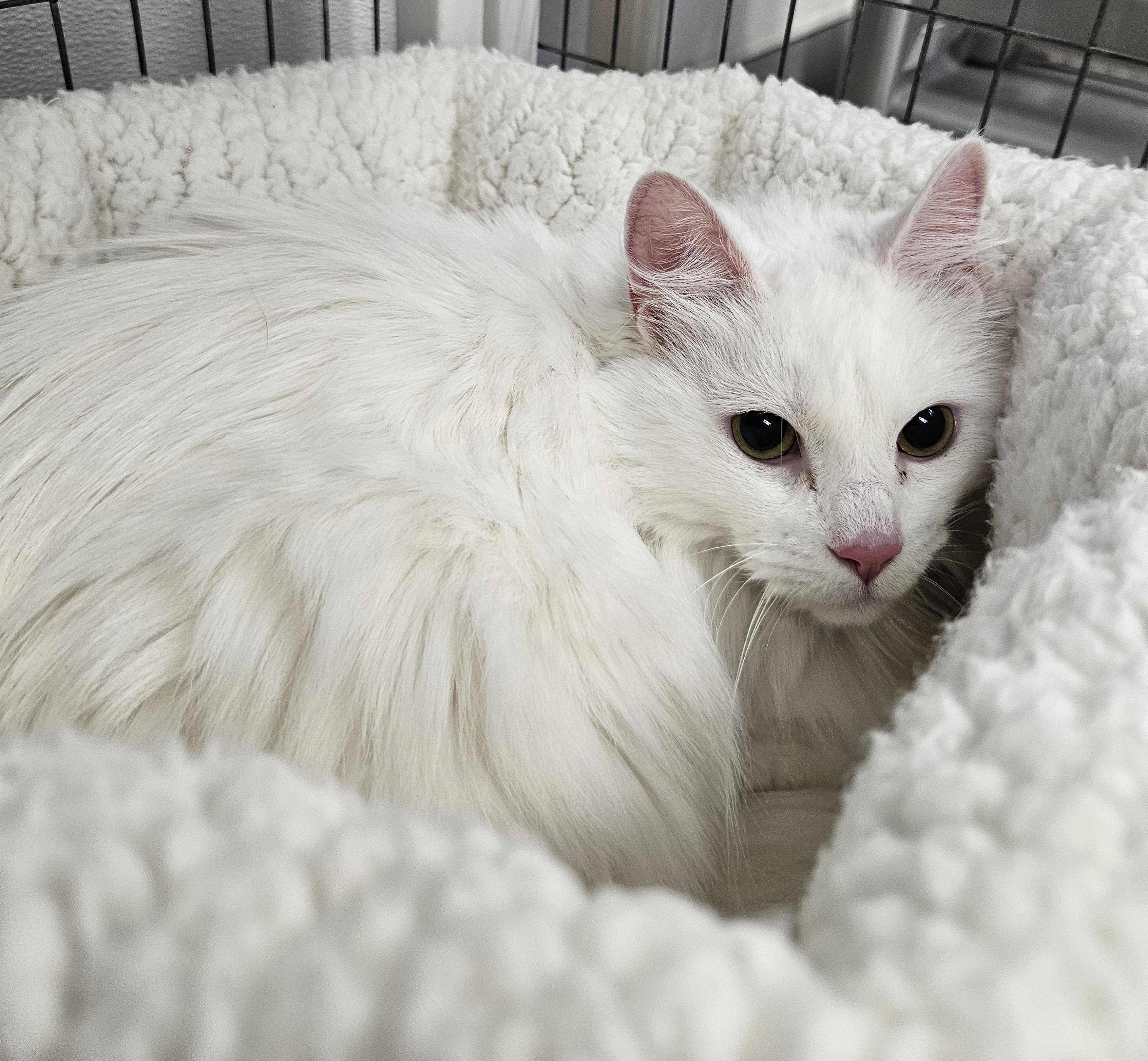 Nala Grace, an adopted Domestic Long Hair in Medfield, MA image 2/3