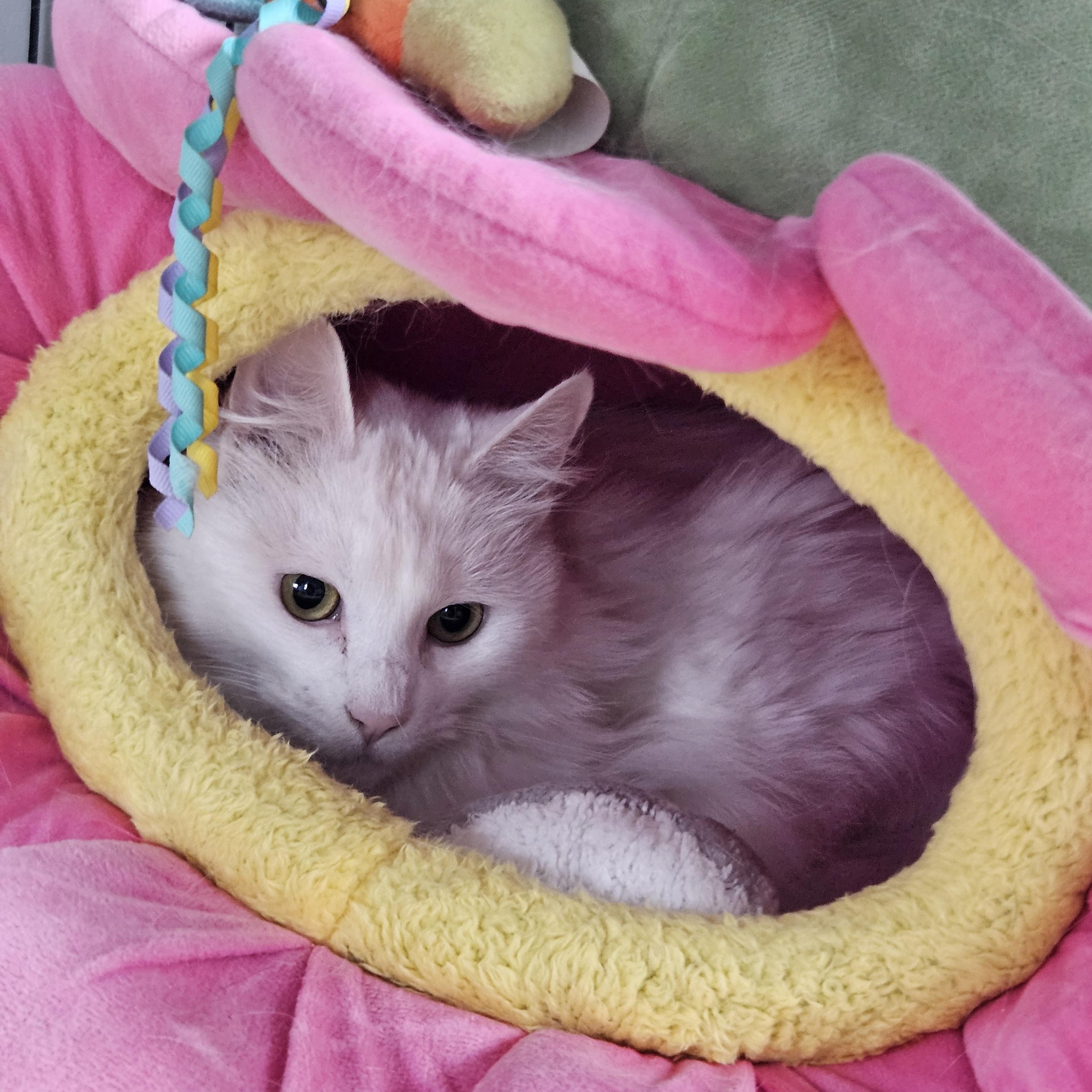 Nala Grace, an adopted Domestic Long Hair in Medfield, MA image 3/3