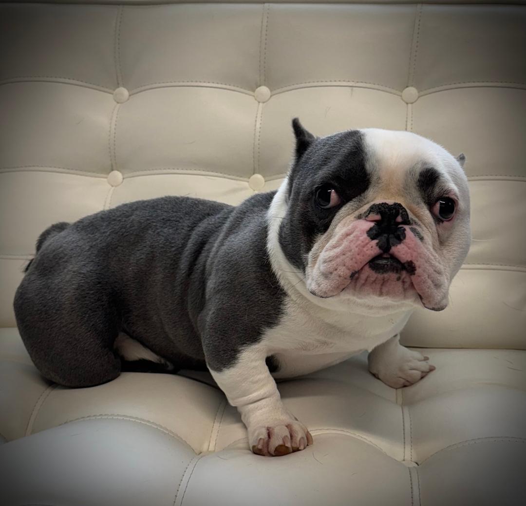 Pudge, ADOPTABLE, Adult Male American Bulldog.