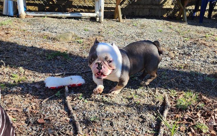 Enlarge Pudge, a ADOPTABLE mixed breed in Washingtonville, NY image 2/2