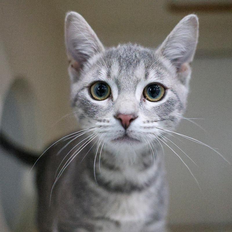 Fiona, Adoptable, Kitten Female Domestic Short Hair.