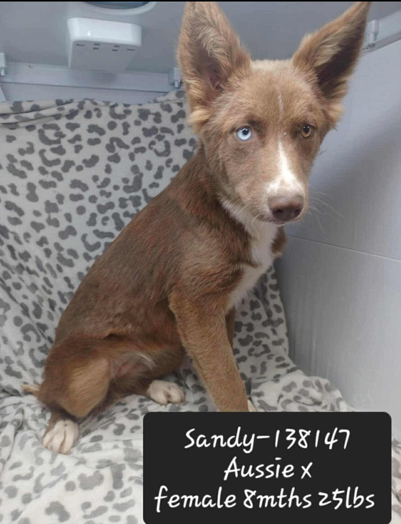 Sandy *foster needed*