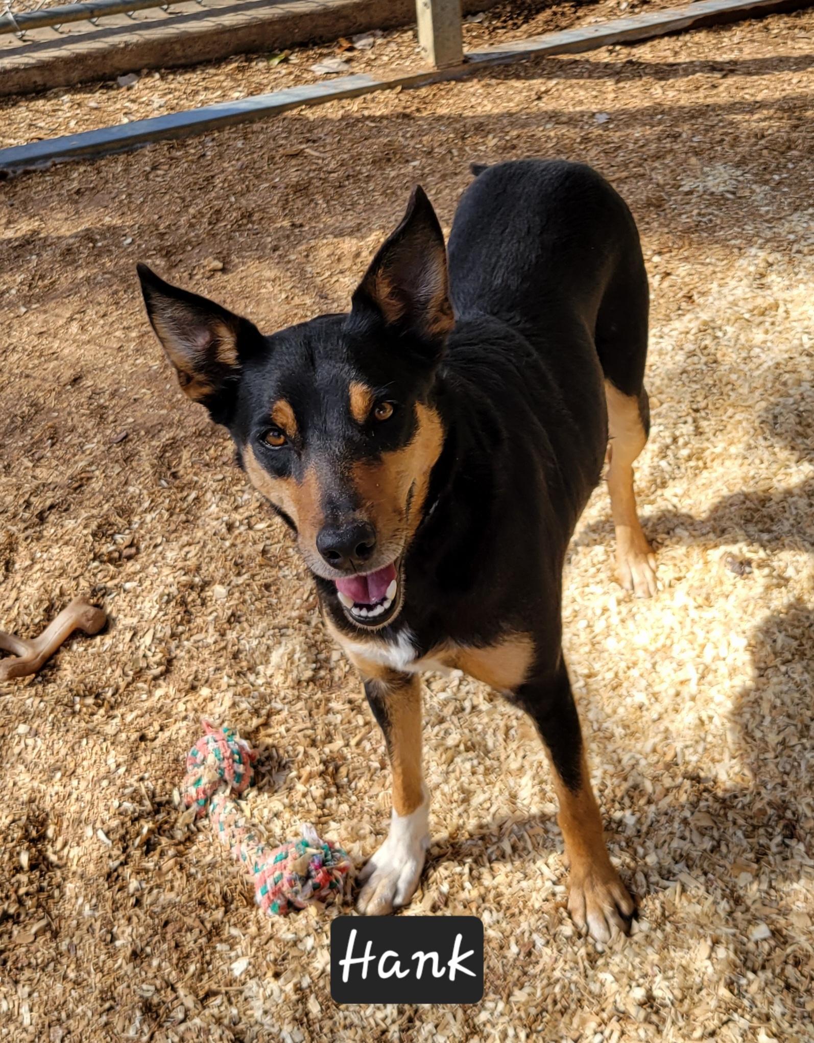 Bella, adoptable, Young Female Shepherd.