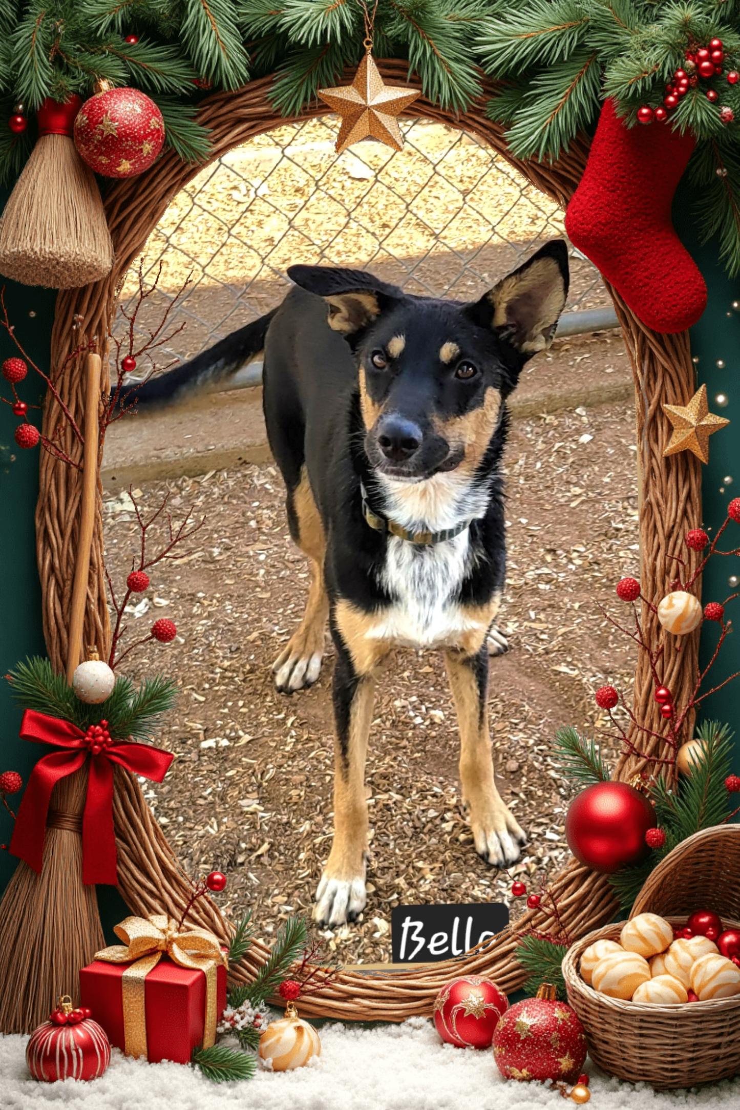Enlarge Bella, a Adoptable mixed breed in Granbury, TX image 2/2