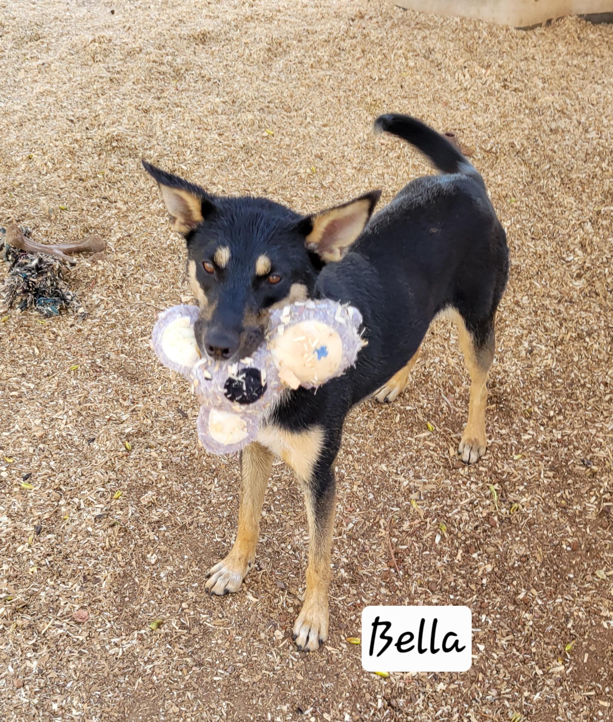 Bella, adoptable, Young Female Mixed Breed.