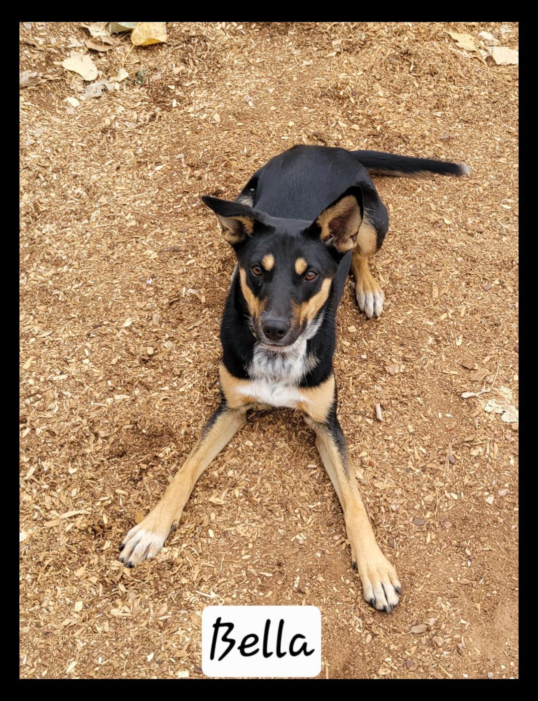 Bella, Adoptable, Young Female Shepherd.
