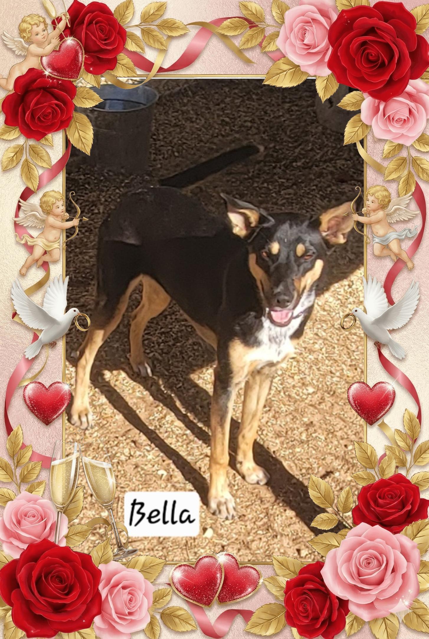 Bella, adoptable, Young Female Shepherd.