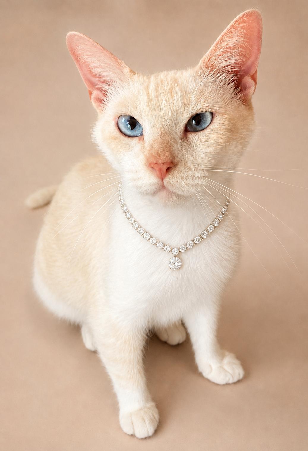 Arctic, a ADOPTABLE mixed breed in Houston, TX image 2/5