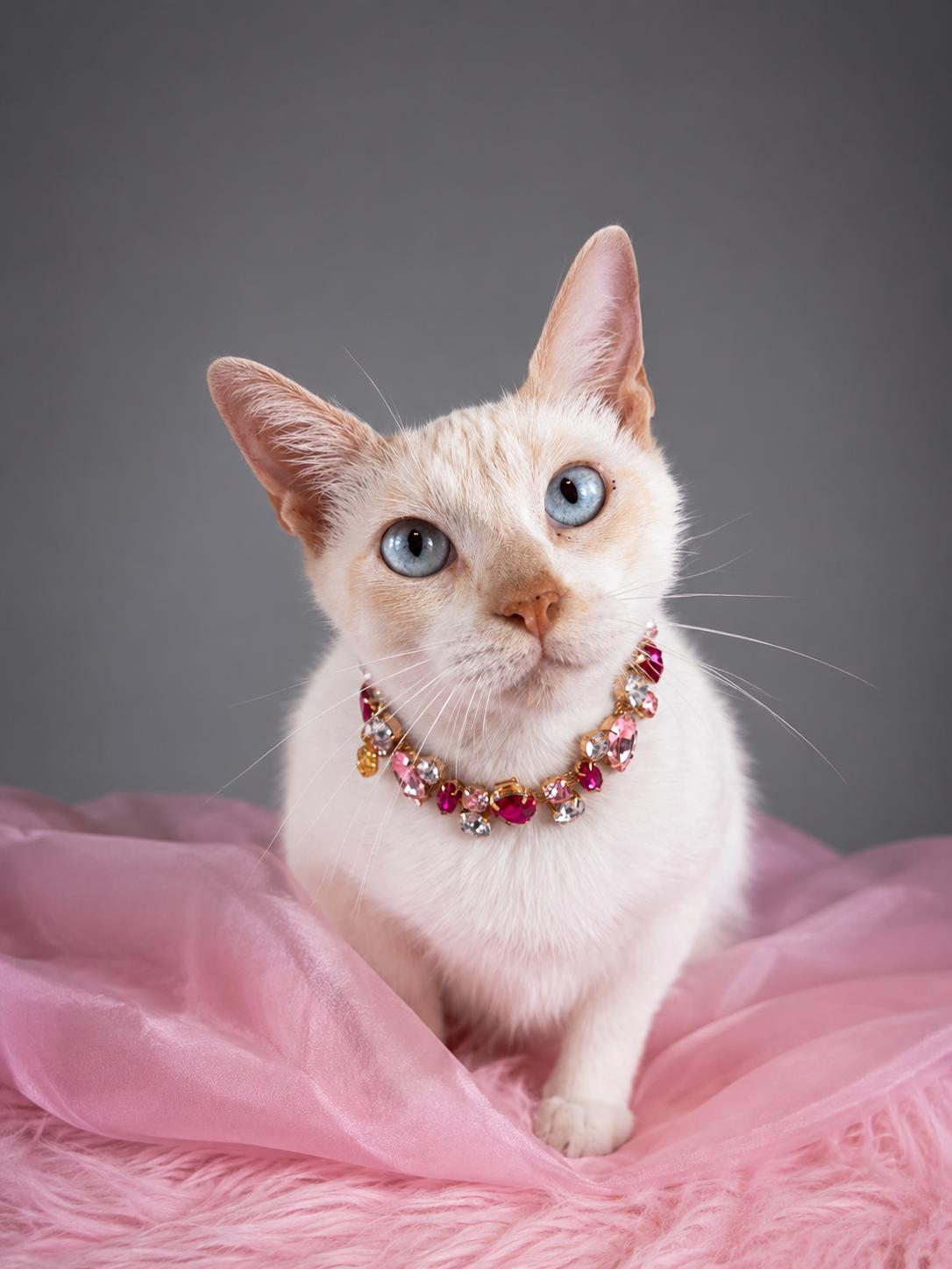 Arctic, a ADOPTABLE mixed breed in Houston, TX image 3/5