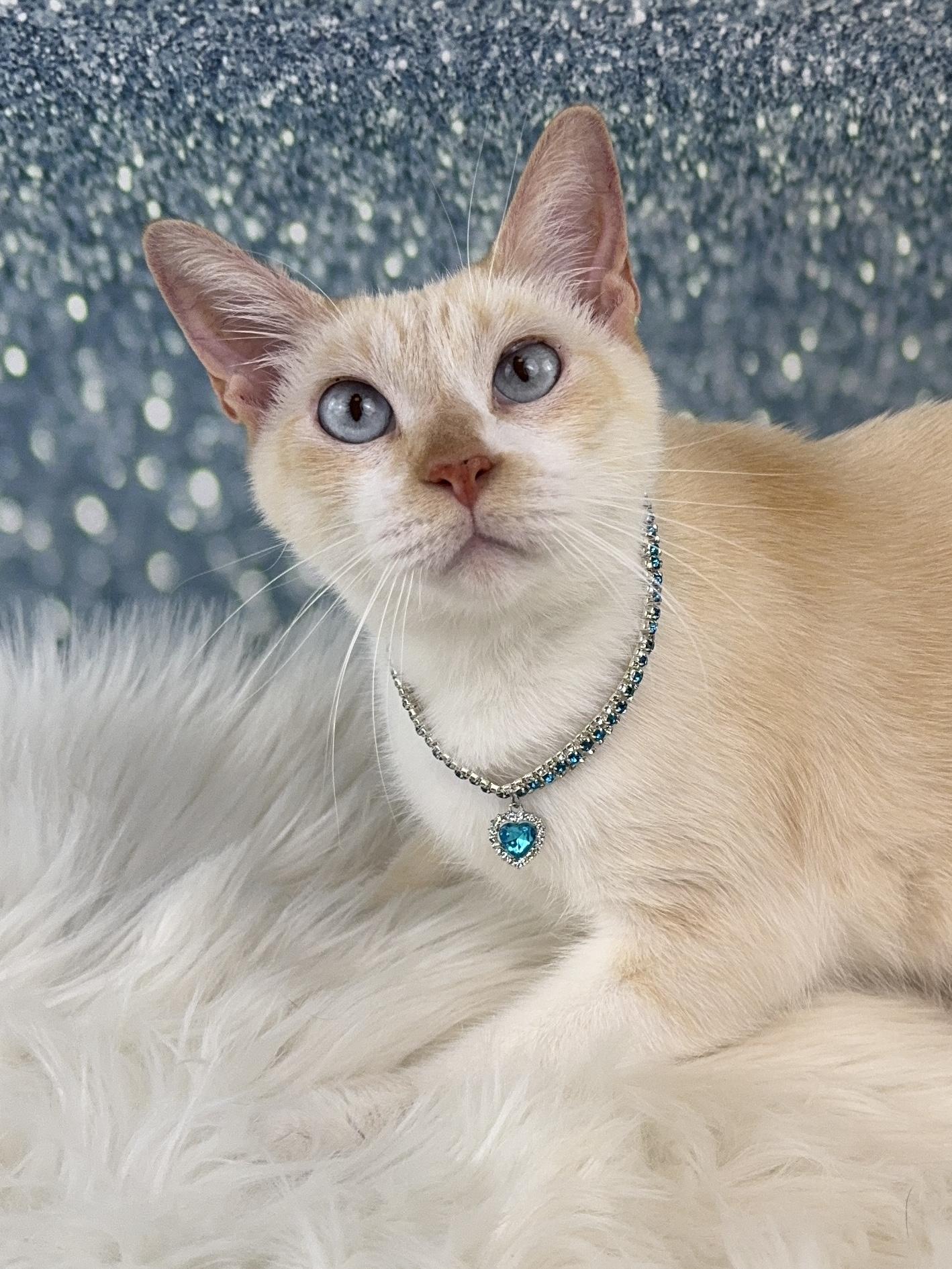 Enlarge Arctic, a ADOPTABLE mixed breed in Houston, TX image 3/6