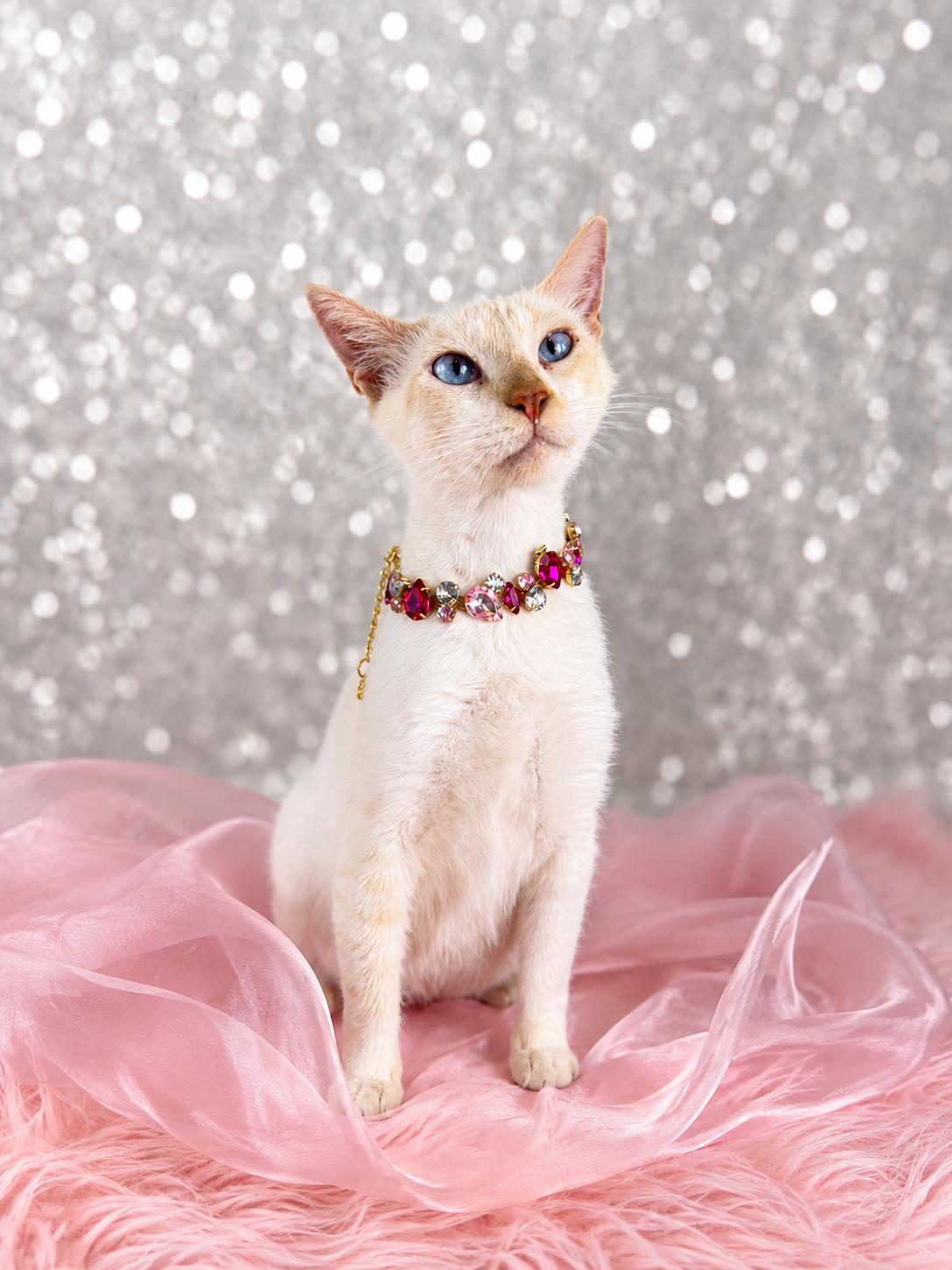 Arctic, a ADOPTABLE mixed breed in Houston, TX image 5/5