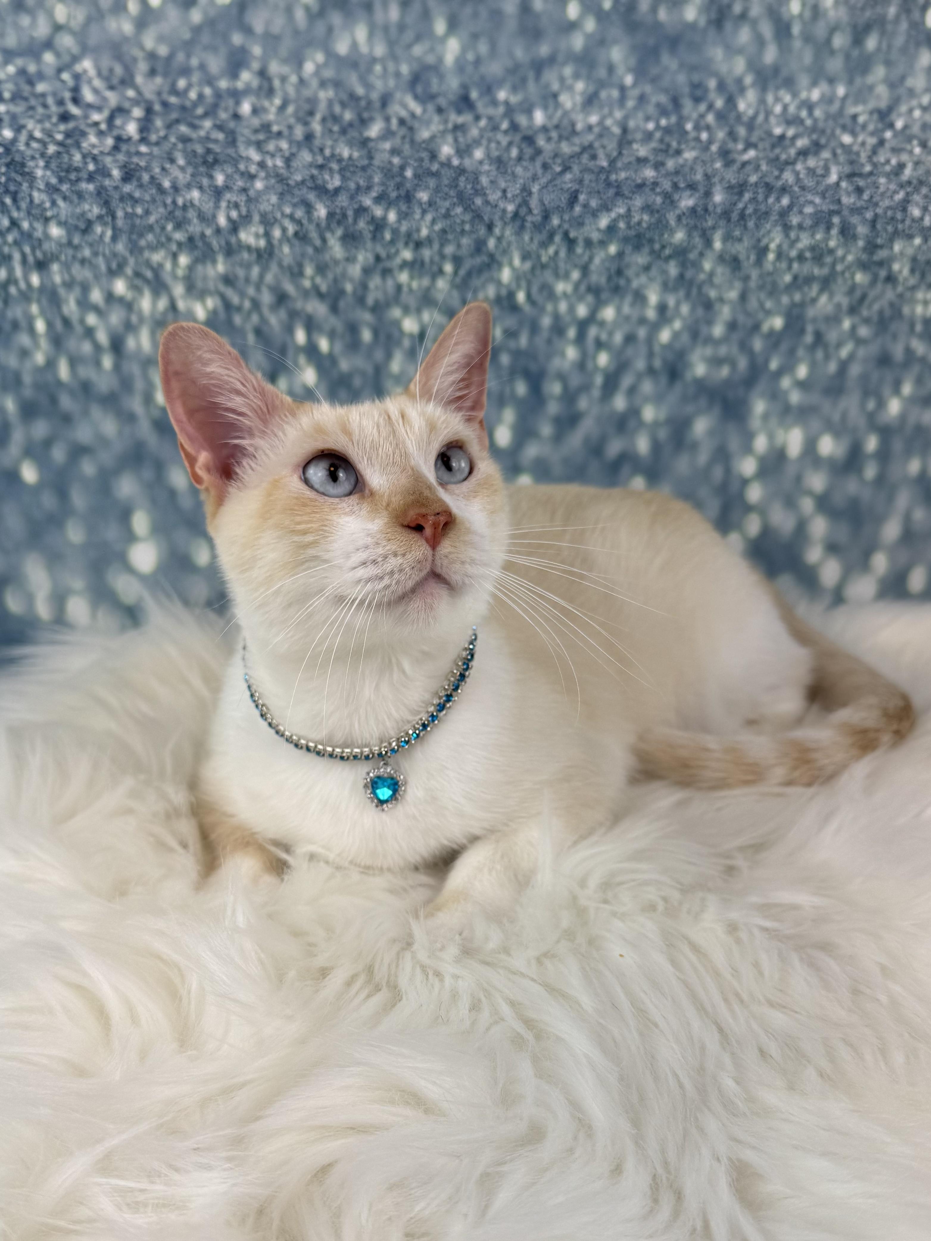 Enlarge Arctic, a ADOPTABLE mixed breed in Houston, TX image 2/6