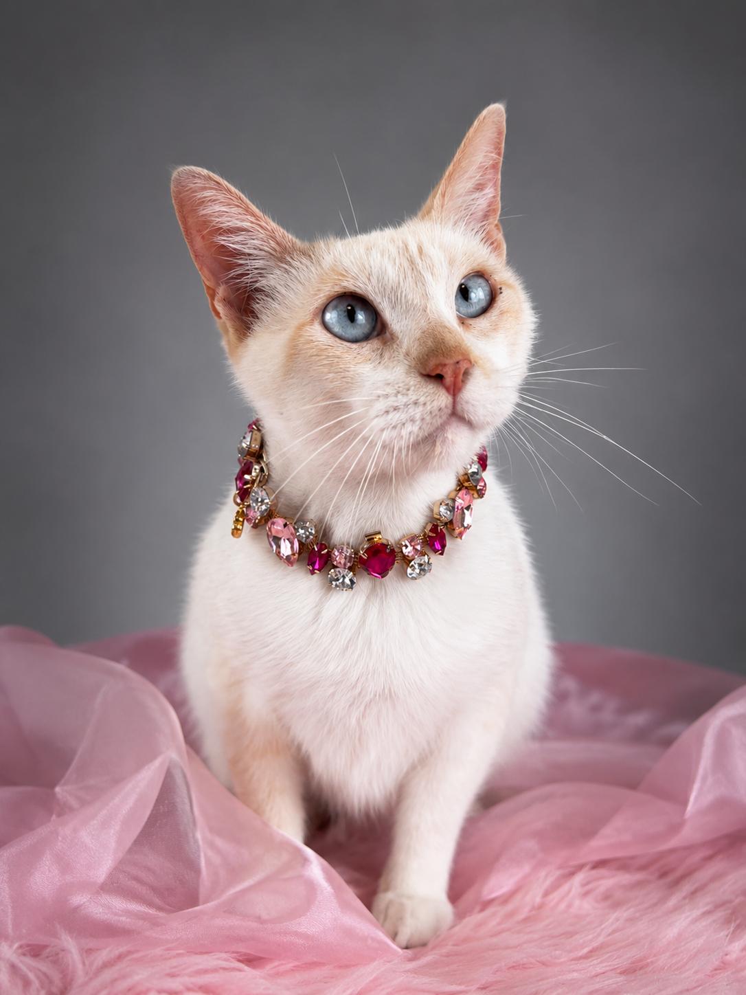 Arctic, a ADOPTABLE mixed breed in Houston, TX image 1/5