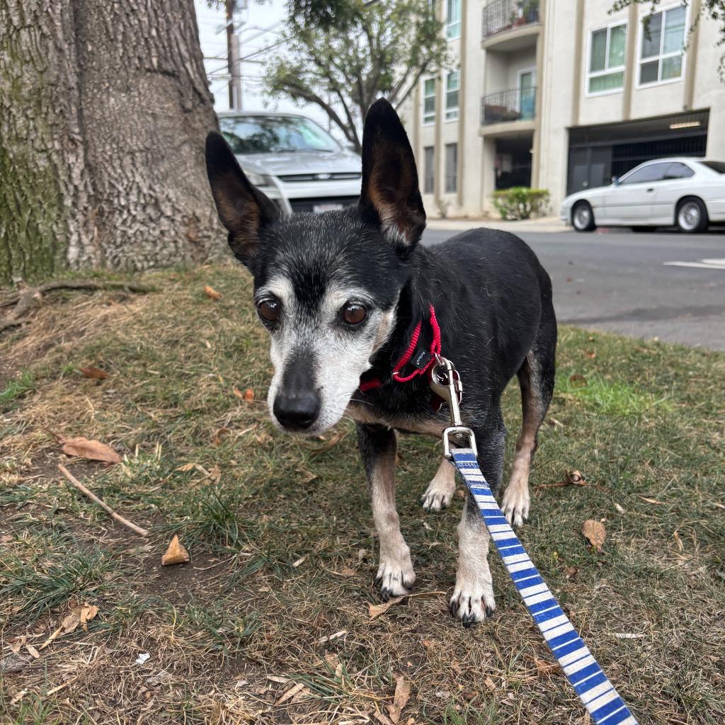 Enlarge Dad, a Adoptable Chihuahua in Los Angeles, CA image 3/6