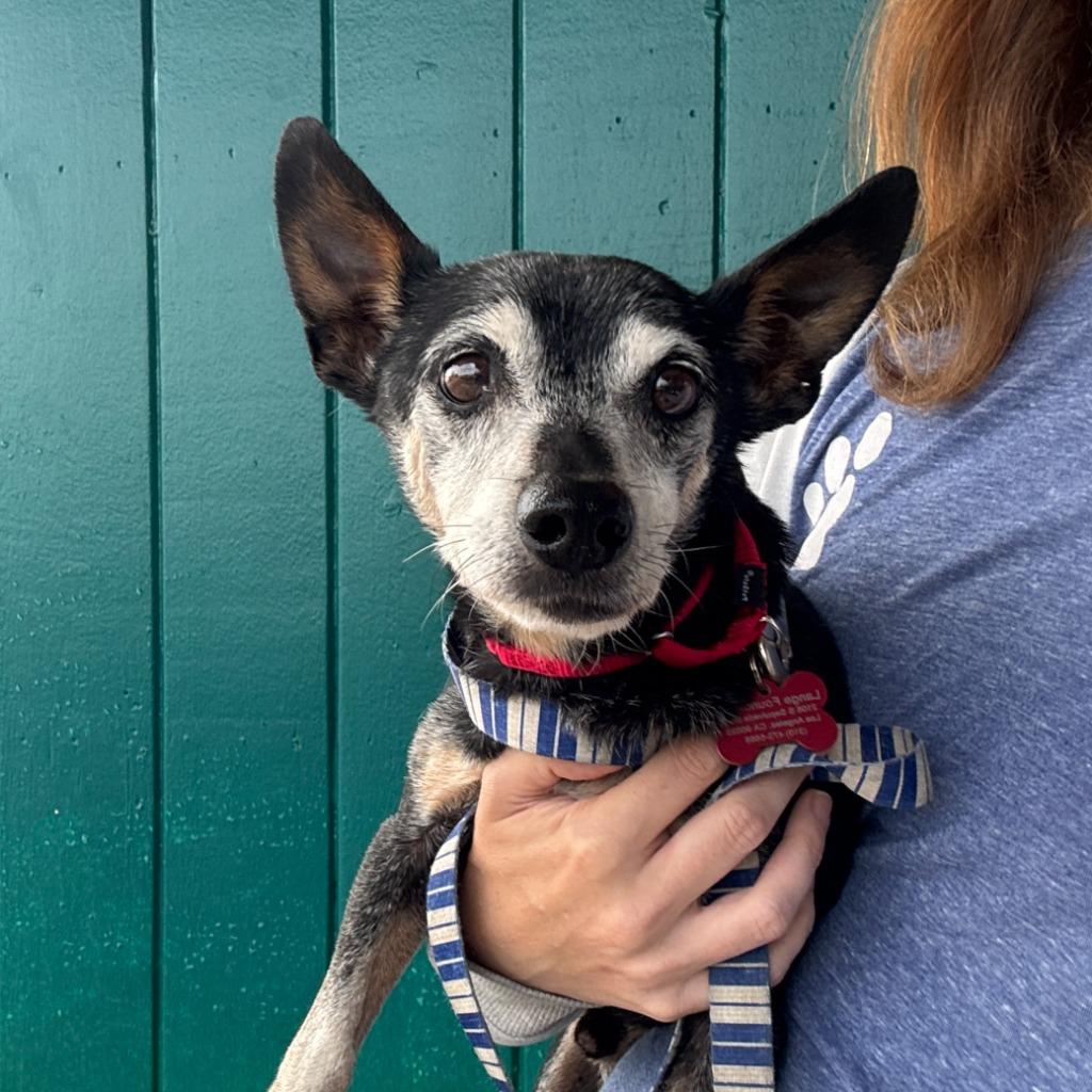 Enlarge Dad, a Adoptable Chihuahua in Los Angeles, CA image 4/6