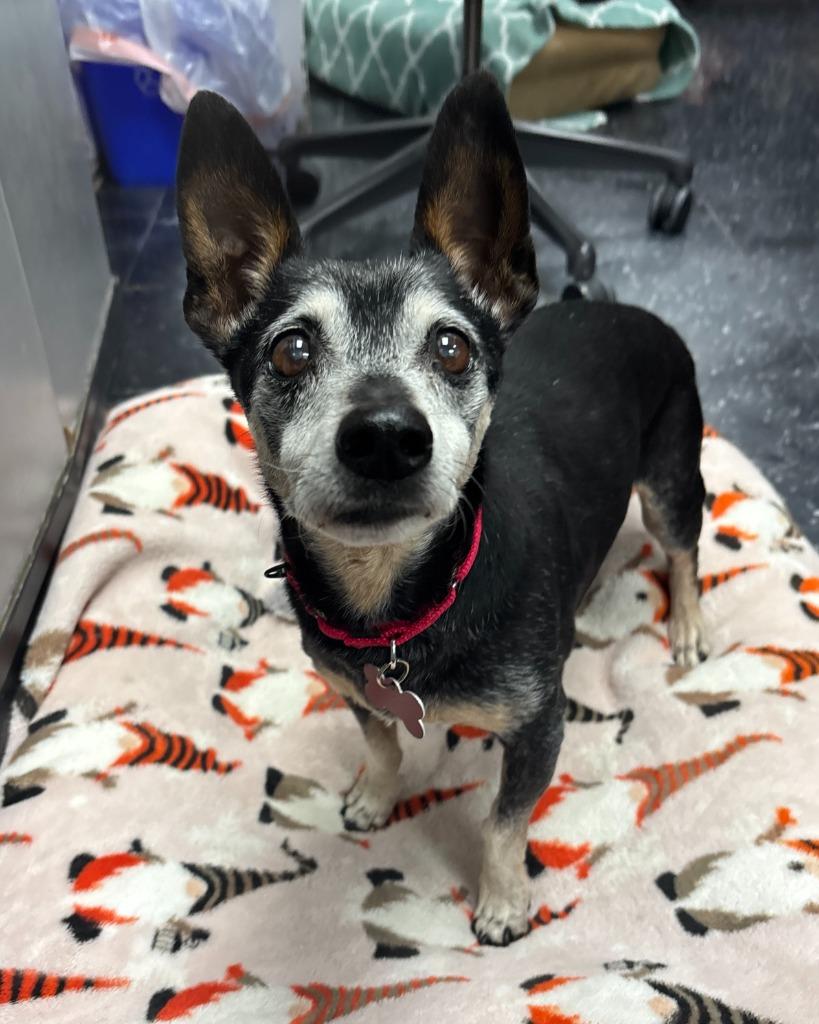 Enlarge Dad, a Adoptable Chihuahua in Los Angeles, CA image 5/6
