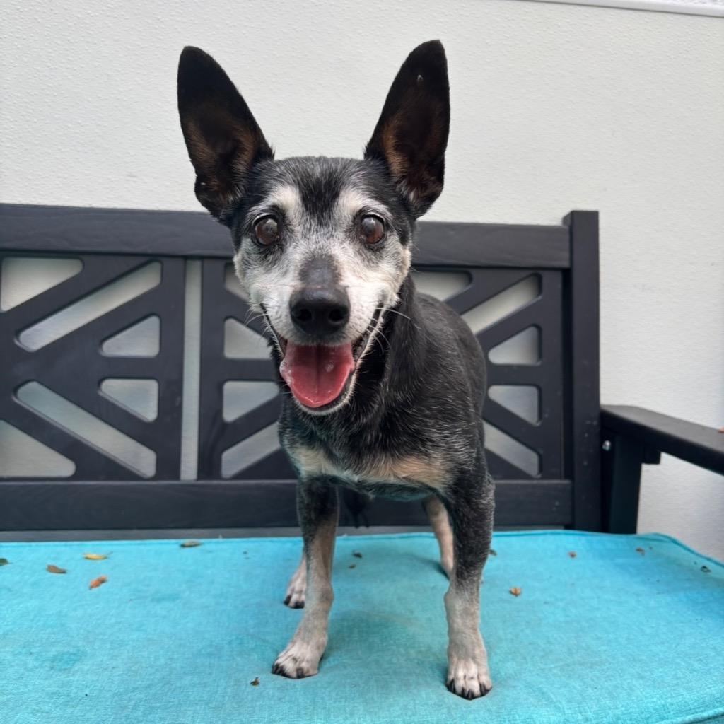 Enlarge Dad, a Adoptable Chihuahua in Los Angeles, CA image 1/6