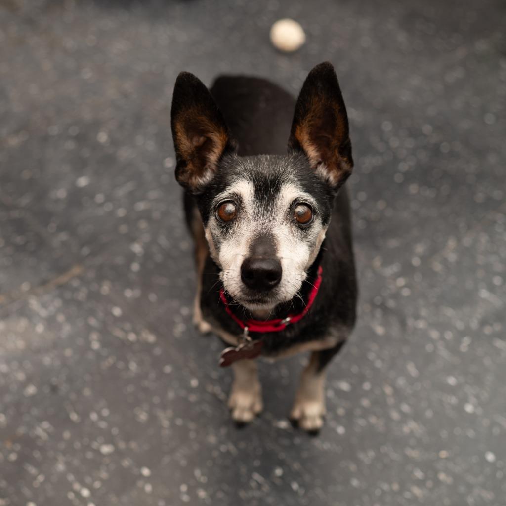 Enlarge Dad, a Adoptable Chihuahua in Los Angeles, CA image 6/6