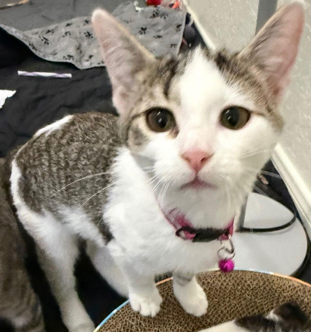 Kally Ann, Adoptable, Young Female Domestic Short Hair.