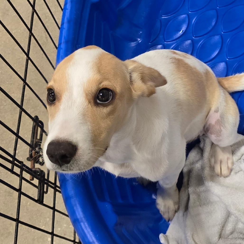 Broussard, Adoptable, Puppy Male Mixed Breed.