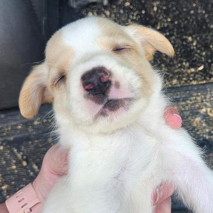 Enlarge Broussard, a Adoptable Mixed Breed in Williston, FL image 2/5
