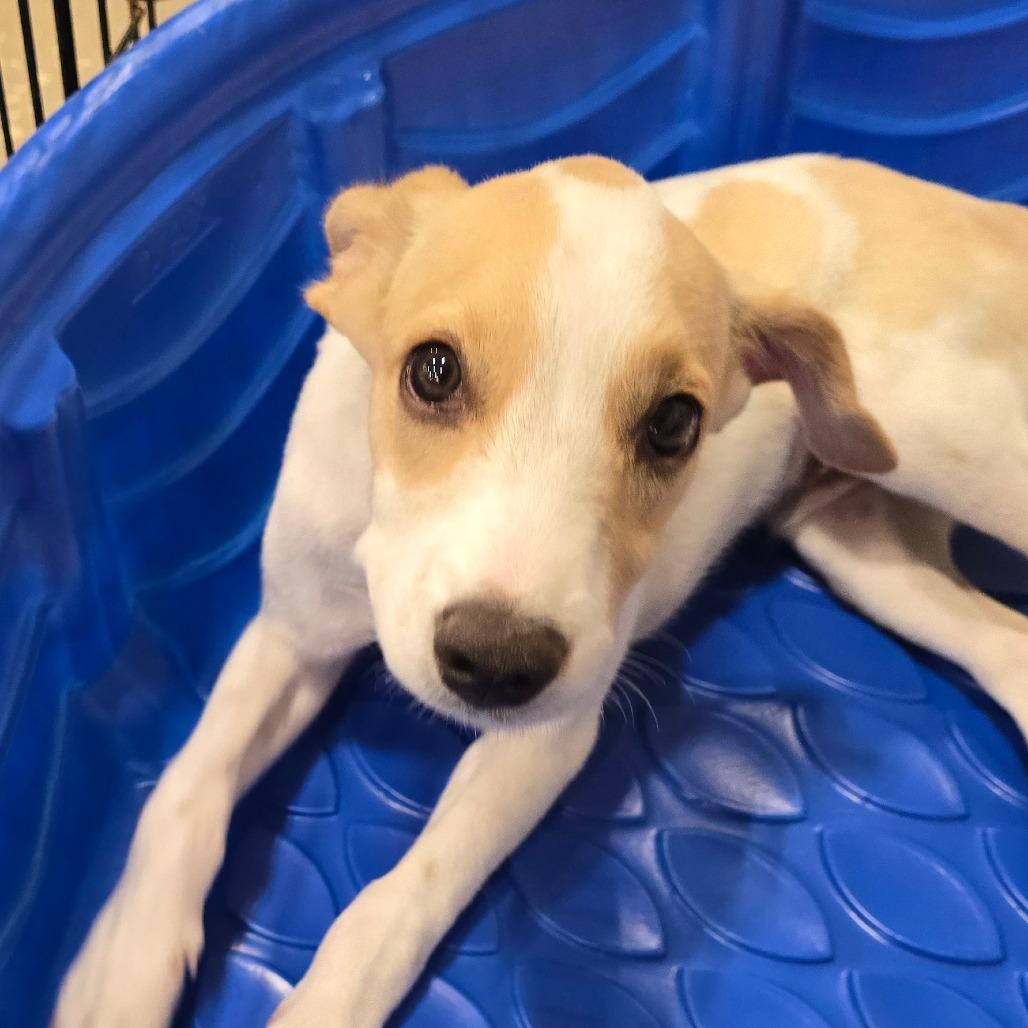 Enlarge Broussard, a Adoptable Mixed Breed in Williston, FL image 3/5