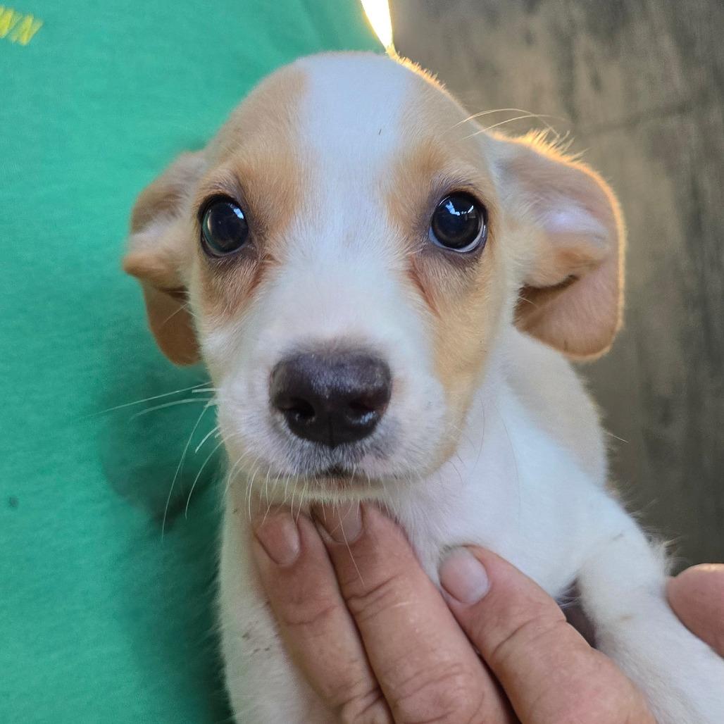 Enlarge Broussard, a Adoptable Mixed Breed in Williston, FL image 4/5