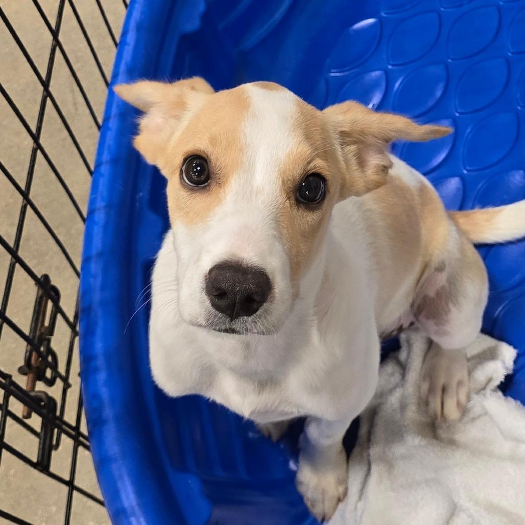 Enlarge Broussard, a Adoptable Mixed Breed in Williston, FL image 5/5