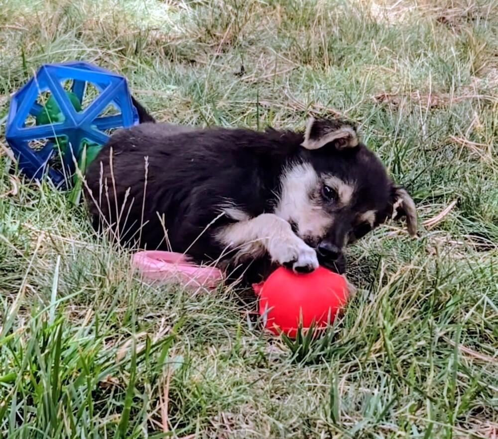 Ladybug, a Adoptable mixed breed in Evergreen, CO image 1/6