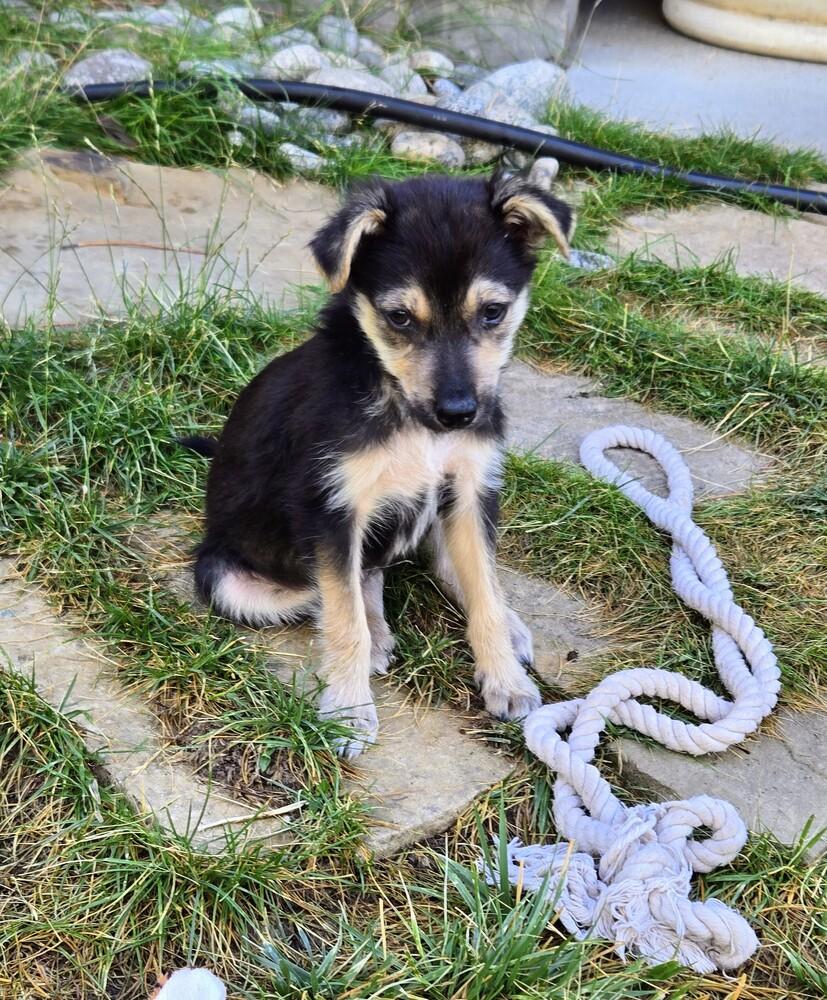 Ladybug, a Adoptable mixed breed in Evergreen, CO image 2/6