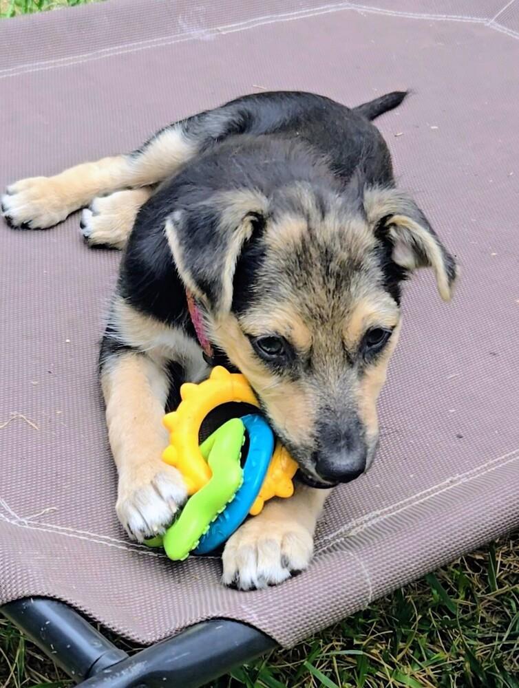 Ladybug, a Adoptable mixed breed in Evergreen, CO image 6/6