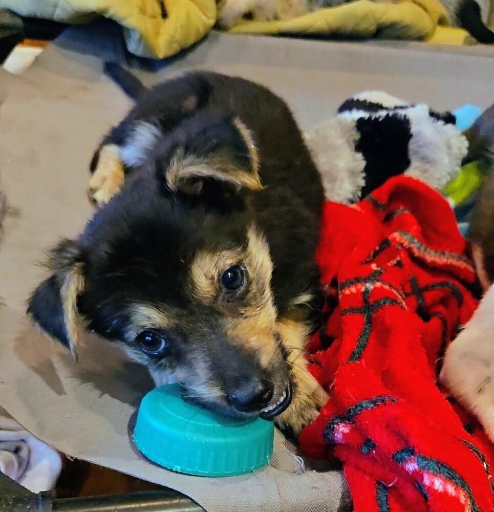 Ladybug, a Adoptable mixed breed in Evergreen, CO image 5/6