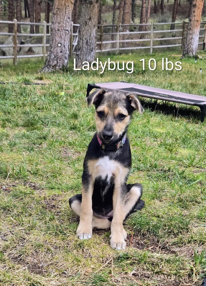 Ladybug, a Adoptable mixed breed in Evergreen, CO image 5/6