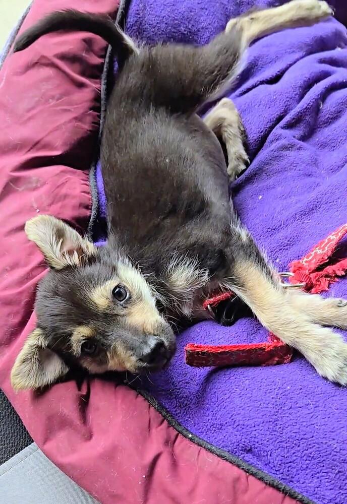 Ladybug, a Adoptable mixed breed in Evergreen, CO image 3/6