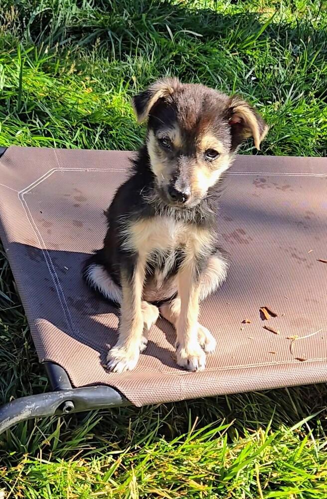 Ladybug, a Adoptable mixed breed in Evergreen, CO image 4/6