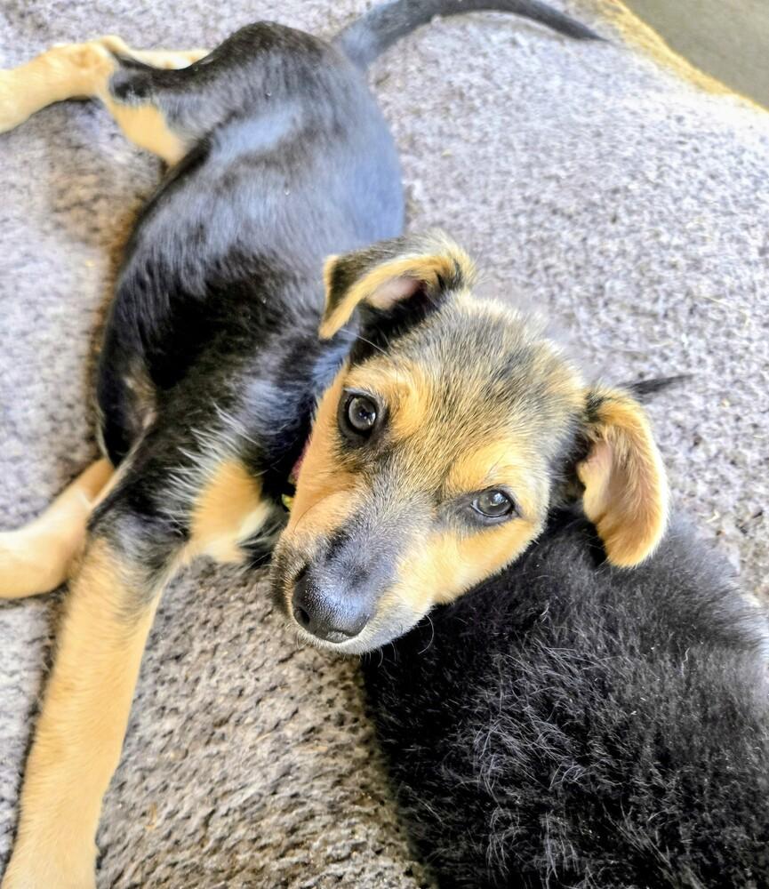 Ladybug, Adoptable, Puppy Female Australian Shepherd & Mixed Breed.